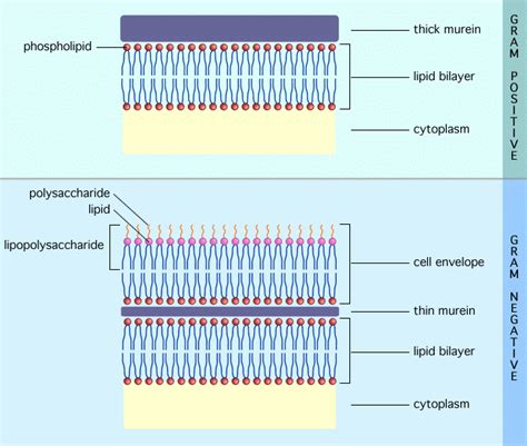 Gram positive vs gram negative cells on a slide - Julihorizon