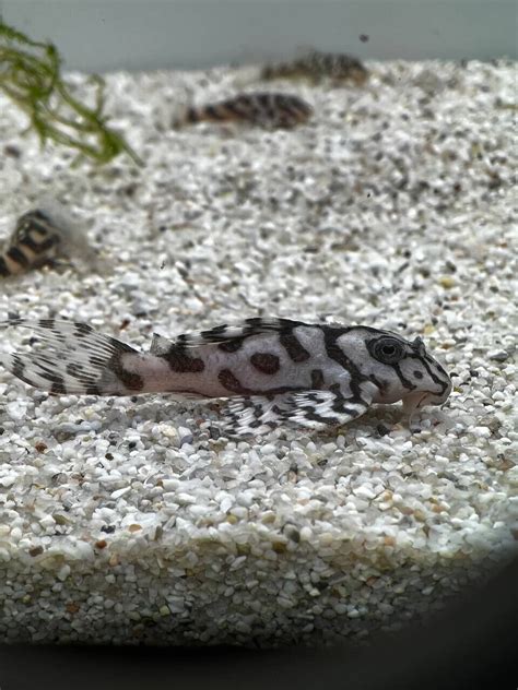 L236 Super White Pleco Live Size 15 2 High Quality Tank Bred