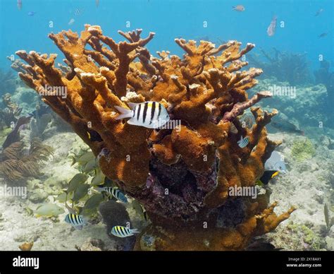 Elkhorn Coral Acropora Palmata And Field Weaver Fish Abudefduf