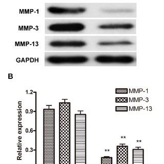 Mir Inhibitor Treatment Down Regulate The Expression Of Mmp Mmp