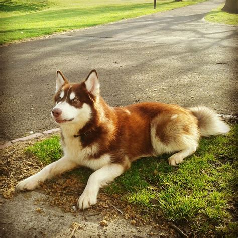 Red Alaskan Malamute Beautiful Rare Red Alaskan Malamute For Stud