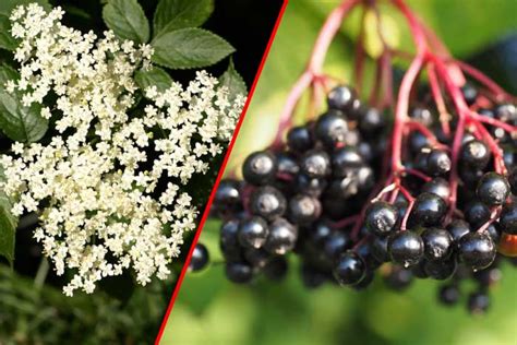 ZOVA BAZGA OTROV I LIJEK Domaći recept koji pobjeđuje mnoge