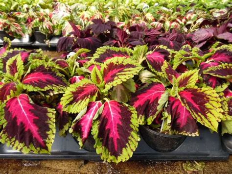 Kong Coleus Parks Brothers Farm Inc