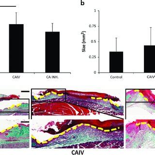 Accelerated Re Epithelialization During Wound Healing In Mice Treated