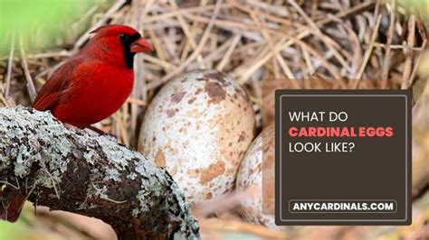 What Color Is A Cardinals Egg