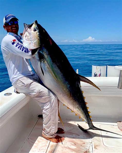 Tuna Season in Panama