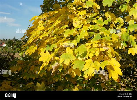 Acer Pseudoplatanus Bergahorn Sycamore Maple Stock Photo Alamy