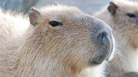 capybara backgrounds wallpaperscom