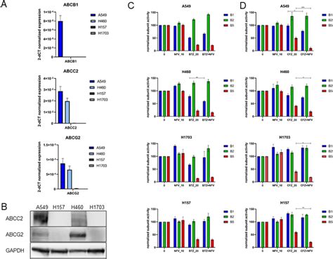 Efflux Pumps And Their Involvement In The Intracellular Availability Of Download Scientific