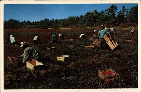 Cranberry Picking Time Cape Cod Ma