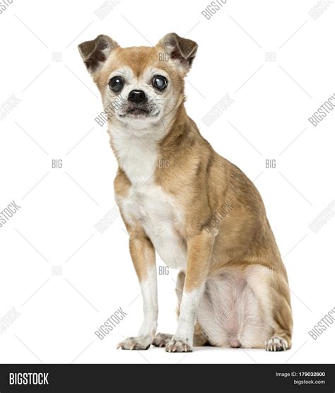 Chihuahua Eye Disease Sitting,12 Image & Photo | Bigstock