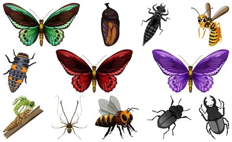 Colecci N De Diferentes Tipos De Insectos Vector Gratis