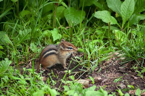 Colorado Mammal Education — Northern Colorado Wildlife Center