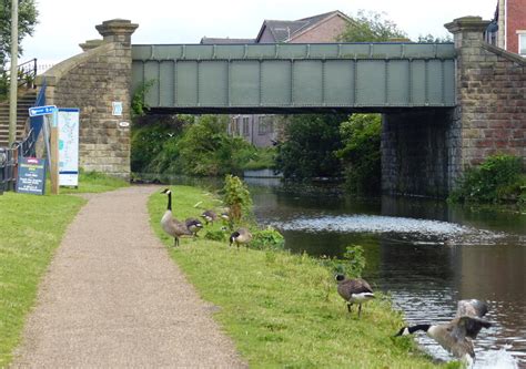 Canada Geese On The Towpath Of The Leeds Mat Fascione Cc By Sa 2 0