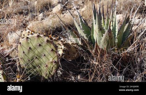 Cacti Of West And Southwest Usa A Group Of Succulent Cactus And Agave