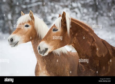 Haflinger Horses In The Snow Tyrol Austria Stock Photo Alamy