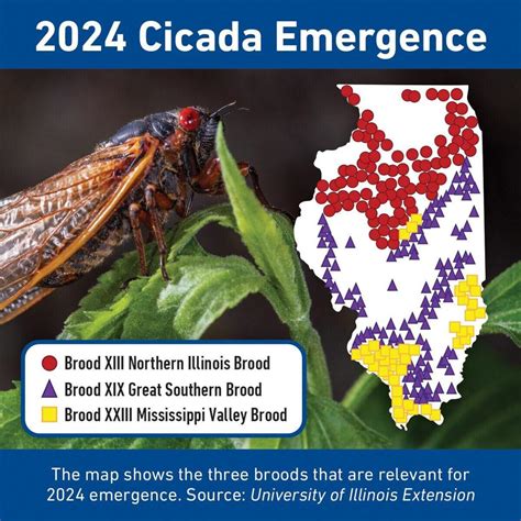 Rare Cicada Emergence Expected This Spring News