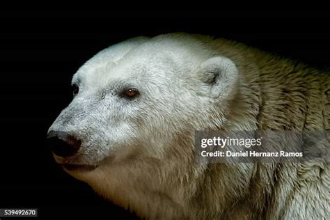 Polar Bear Black Background Photos And Premium High Res Pictures