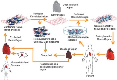 Figure 1 From Comparison Of Methods For Whole Organ Decellularization