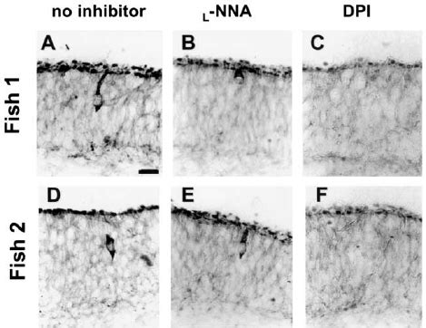 Nadph D Staining In Olfactory Receptor Neurons Nadph D Stained