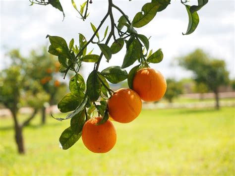 Comment Choisir Son Arbre Fruitier Les Petits Jardins