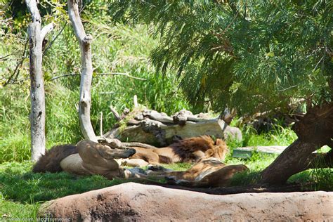 Perth Zoo Perth Zoo 20 Labouchere Road South Perth Western Flickr