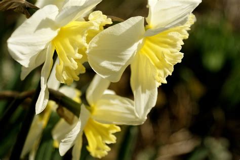 Images Gratuites fleur pétale botanique jaune flore narcisse