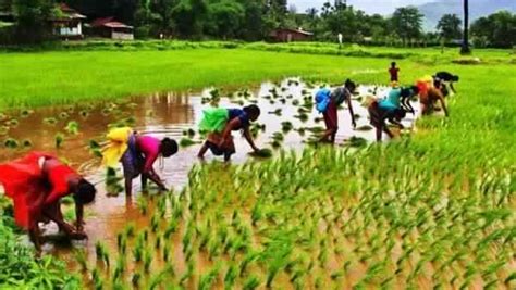 चालू वित्त वर्ष के पहले तीन महीनों में भारत के कृषि एवं प्रसंस्कृत खाद्य उत्पादों का निर्यात 14