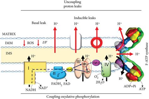 The proton circuit across the inner mitochondrial membrane. During the ...