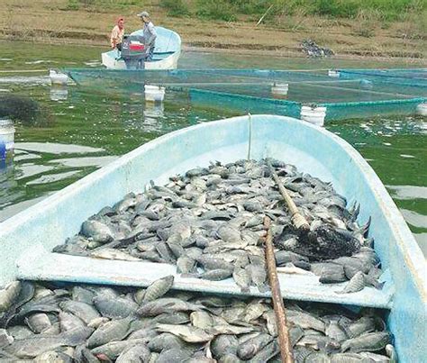 Alertan De Virus De La Tilapia