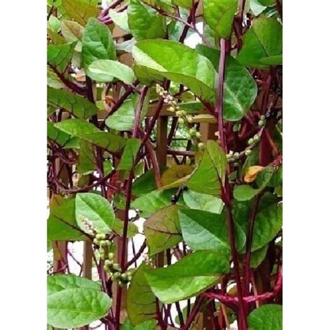 red alugbati seeds  plantingmalabar spinach seedsseedspack