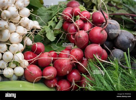 A Selection Of Root Crops Radishes Turnips And Beets Artfully