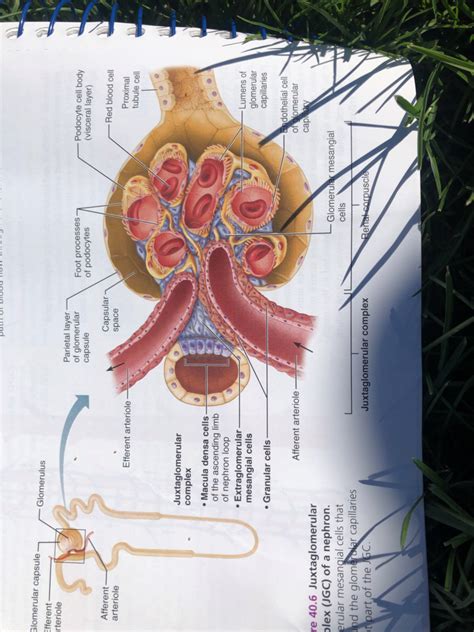 Anatomy Final Exam Diagram 1 Diagram Quizlet