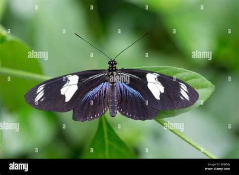 Doris Longwing Schmetterling Heliconius Doris Sonnt Sich Offenen