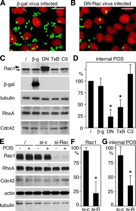 Dn Rac Specifically Inhibits Pos Internalization Primary Wt Rat Rpe