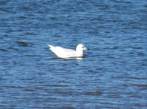 Herts Bird Club Iceland Gull