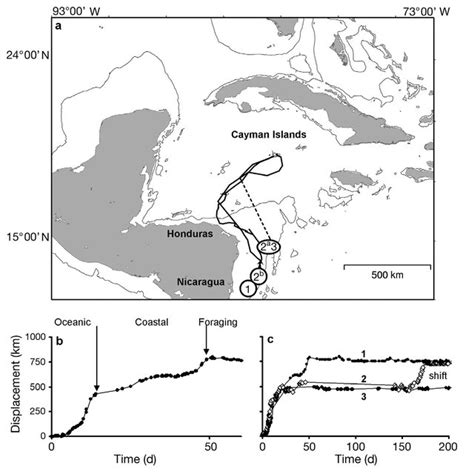 Chelonia mydas. (a) Green turtle migration routes to foraging grounds ...