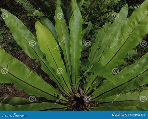 Bird S Nest Fern Asplenium Nidus Plant Close Up View Stock Image