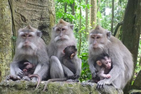 Ubud Monkey Forest Bali Sun Tours