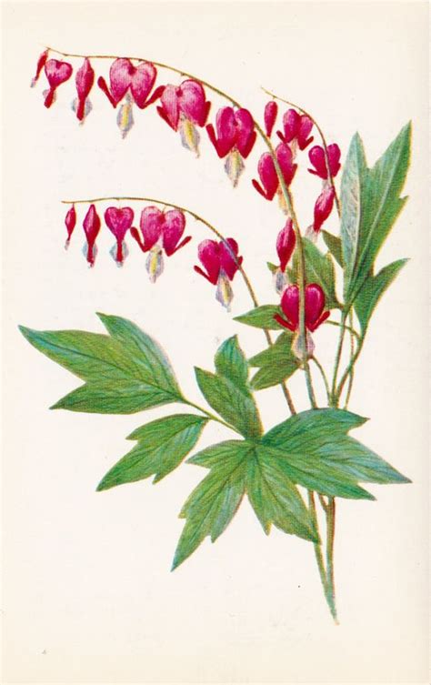 Bleeding Heart Flower Drawing At Explore Collection Of Bleeding Heart