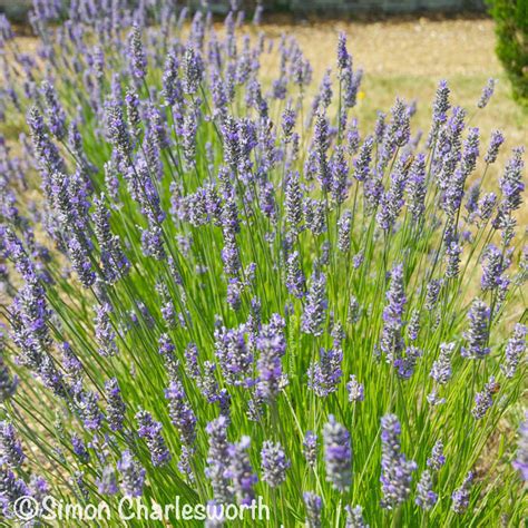 Lavandula X Intermedia Provence Plug Plants Peat Free