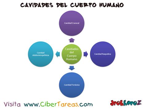 Cavidades Corporales Y Los Componentes Del Mind Map The Best Porn Website