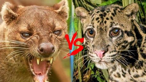 Fossa Vs Clouded Leopard Who Would Win Youtube