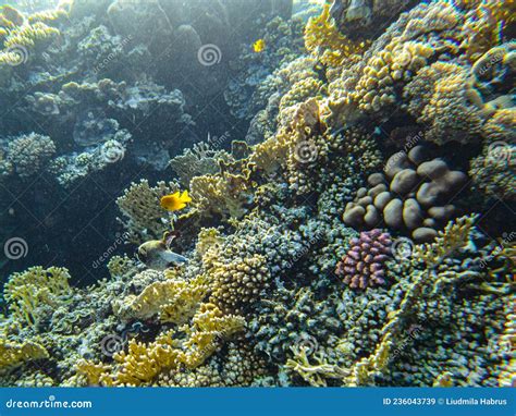 Corais Submarinos Egito Submarino Do Mar Vermelho Imagem De Stock