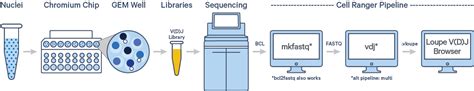 V D J T Cell And B Cell Analysis With Cellranger Vdj Software Single