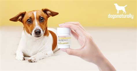 Metronidazole for Dogs: Side Effects & Alternatives | Dogs Naturally ...