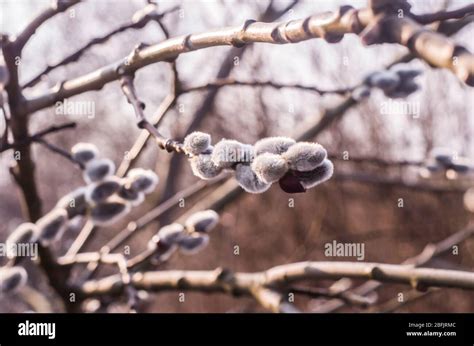 Spring Flowering Branches Of Willow Floral Background With Pussy Willow In Bloom Willow Twigs