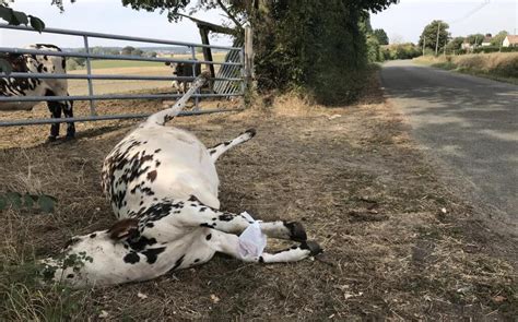 Vid O Pourquoi Le Cadavre Dune Vache Attend Il Depuis Jeudi Matin Sur