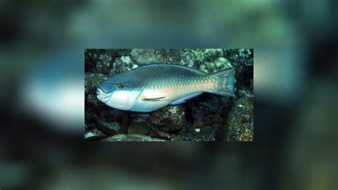 chlorurus capistratoides indischer papageifisch