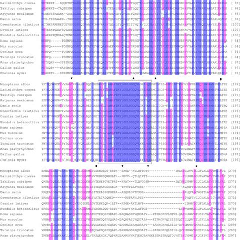 Nucleotide Sequence Of Genomic Dna And Deduced Amino Acid Sequence Of